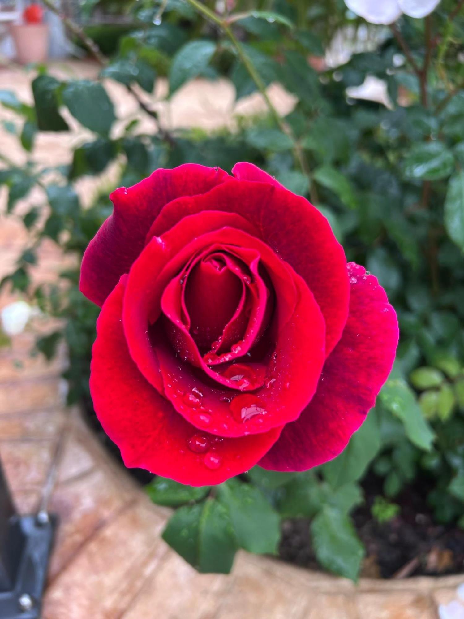 B&B Corte Delle Rose 卡斯蒂廖内德莱斯蒂维耶雷 外观 照片