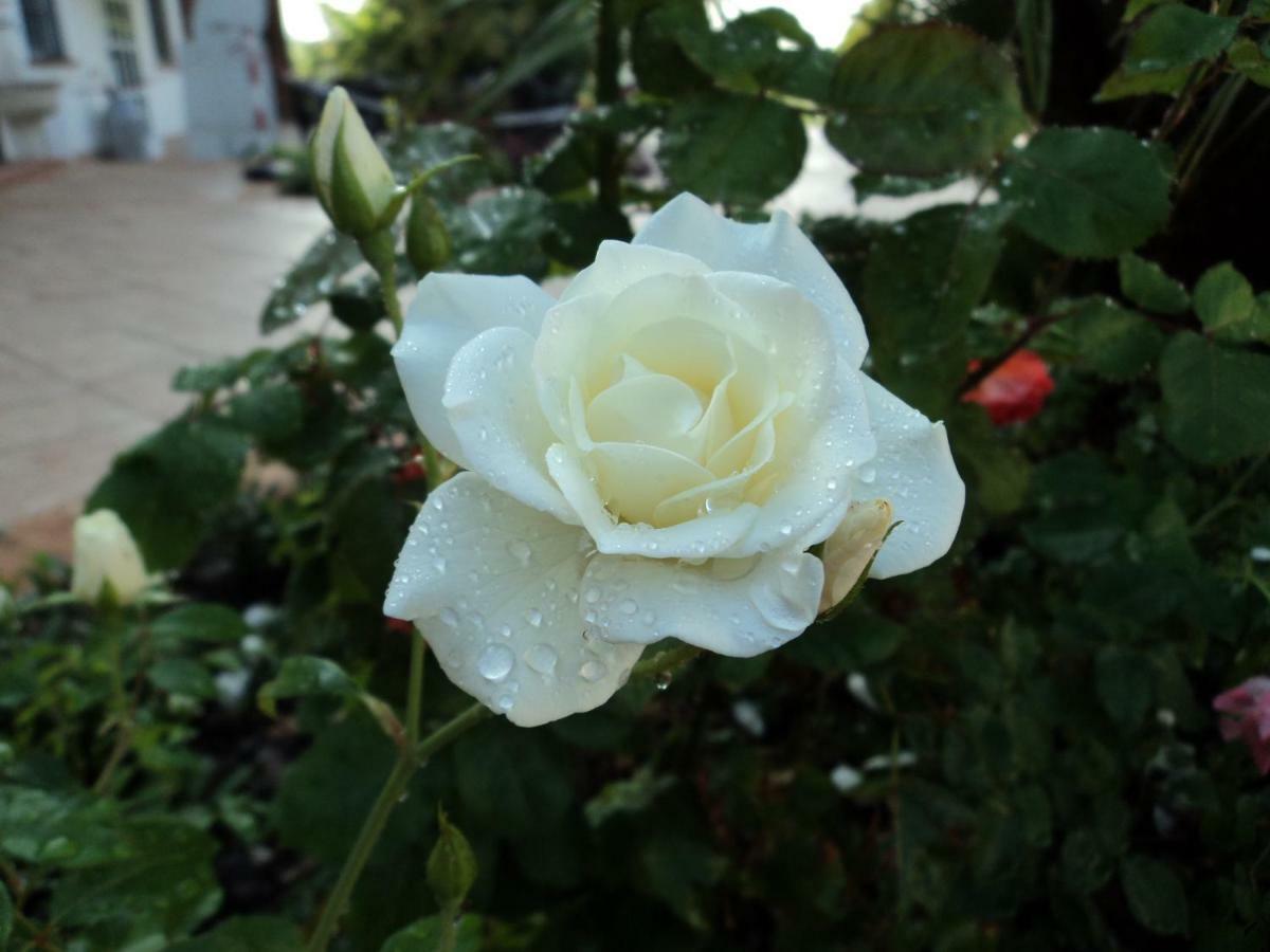 B&B Corte Delle Rose 卡斯蒂廖内德莱斯蒂维耶雷 外观 照片